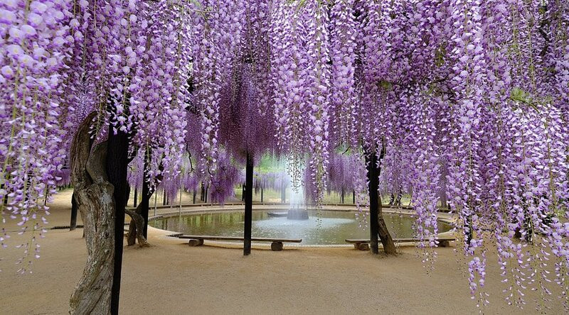 Một công viên hoa tử đằng nổi bật tại khu vực Kansai