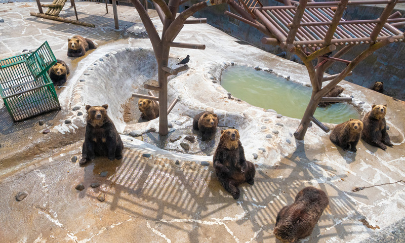 Sở thú gấu Noboribetsu Bear Park 
