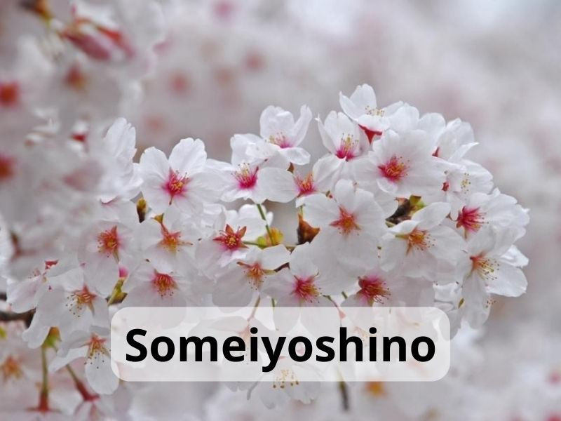 Someiyoshino 