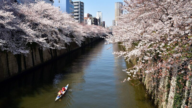 Hoa anh đào phủ 2 bên sông cực đẹp và lãng mạn