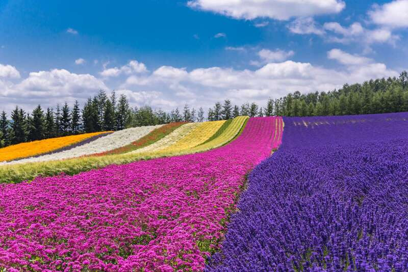 Thời điểm đẹp nhất để ngắm những cánh đồng hoa lavender