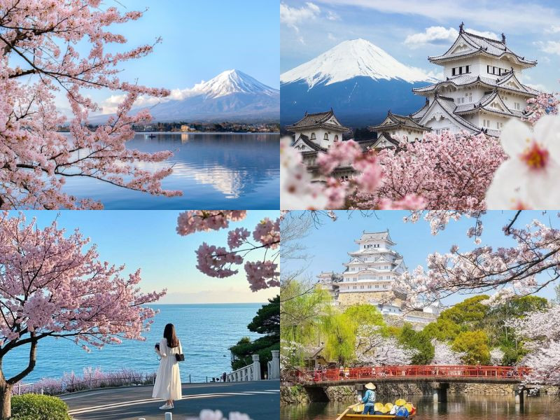Nhật Bản mùa xuân - khi thời tiết và cảnh sắc cùng chạm đến độ đẹp nhất
