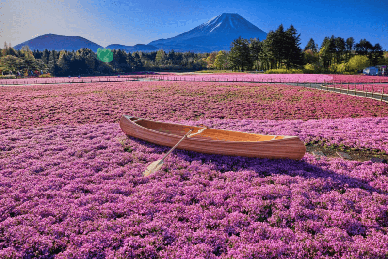 Thưởng thức mùa Shibazakura và cảnh núi Phú Sĩ rực rỡ khó quên Thưởng thức mùa Shibazakura và cảnh núi Phú Sĩ rực rỡ khó quên