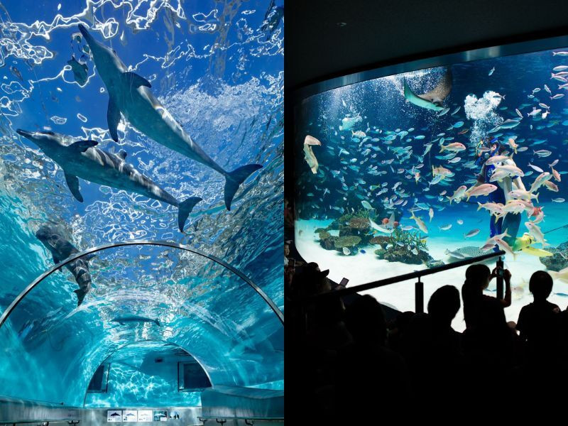 Thuỷ cung Sunshine Aquarium giữa lòng thành phố Tokyo