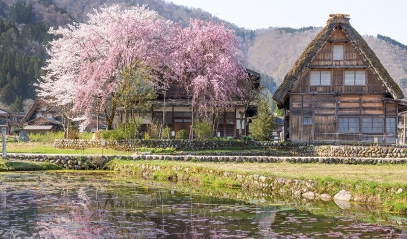 Tọa độ “vàng” để thu trọn sắc xuân Shirakawa-go 