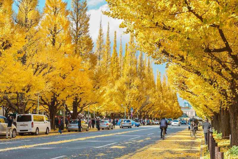 Trải nghiệm tour du lịch mùa thu tại Kyoto (Ảnh sưu tầm)