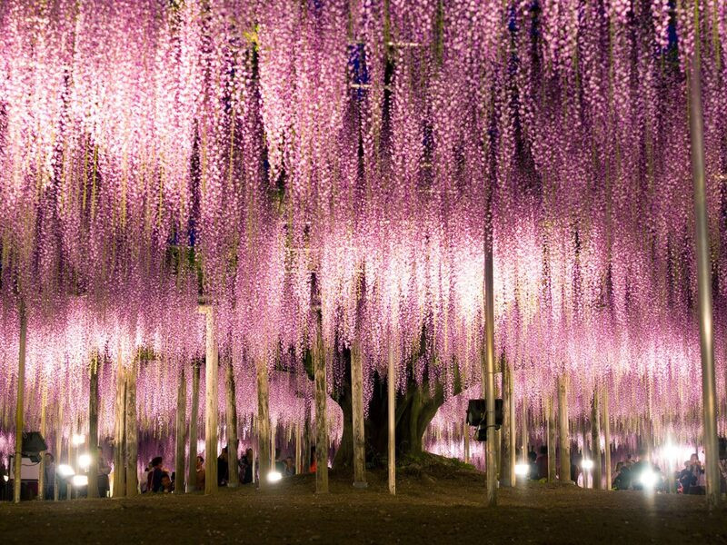 Gốc hoa Tử Đằng 150 tuổi tại công viên Ashikaga