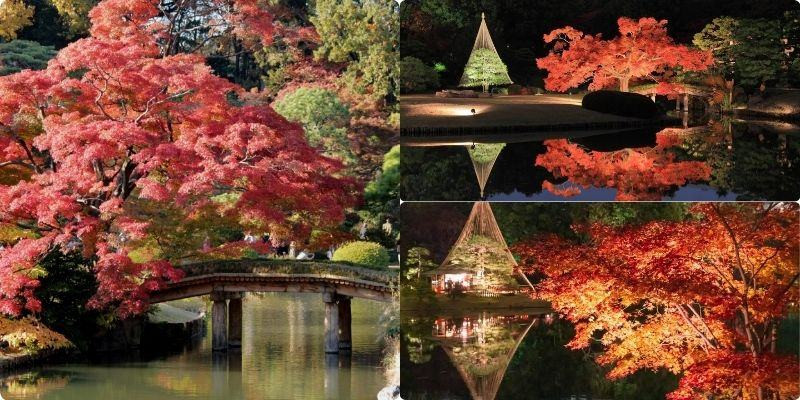 Thời tiết tháng 10 ở Nhật - khám phá vườn Rikugien giữa lòng Tokyo Thời tiết tháng 10 ở Nhật - khám phá vườn Rikugien giữa lòng Tokyo
