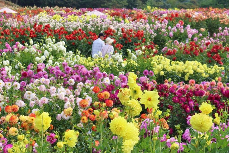 Du lịch mùa hè ở Nhật sẽ thấy loài hoa này