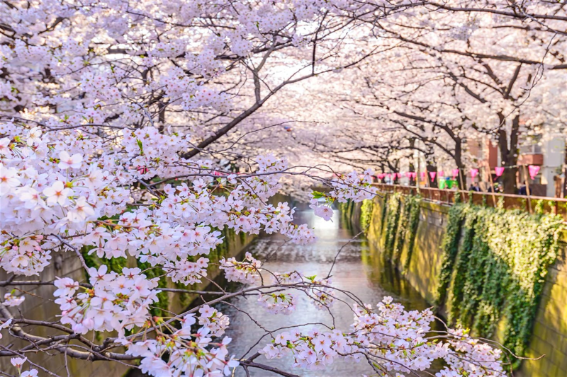 Hoa đào nở sông Meguro