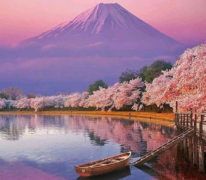 Phản chiếu núi Phú Sĩ cùng sắc hồng anh đào trên mặt hồ xanh biếc 