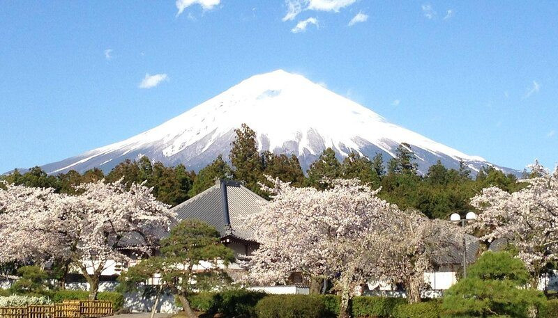 Ngắm hoa anh đào view núi Phú Sĩ đẹp
