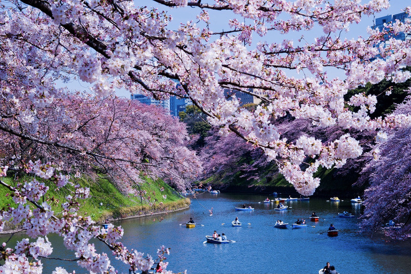 Công viên Ueno mùa hoa anh đào 
