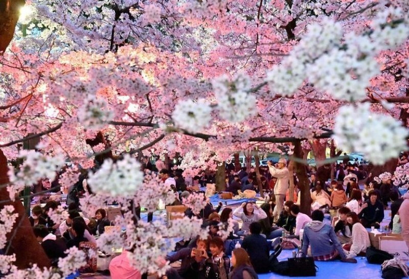 Lễ hội truyền thống Hanami - lễ hội hoa anh đào