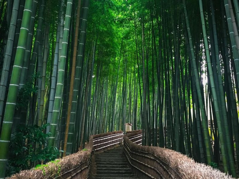 Rừng tre Arashiyama nổi tiếng