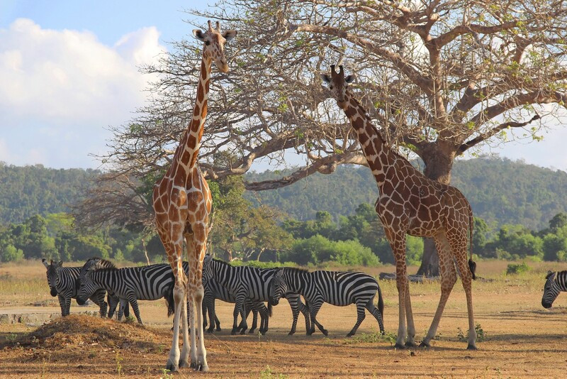 Vườn Safari Calauit Coron