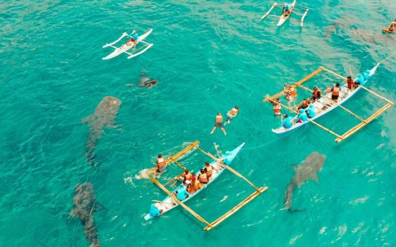 Hoạt động ngắm cá voi trên mặt nước 