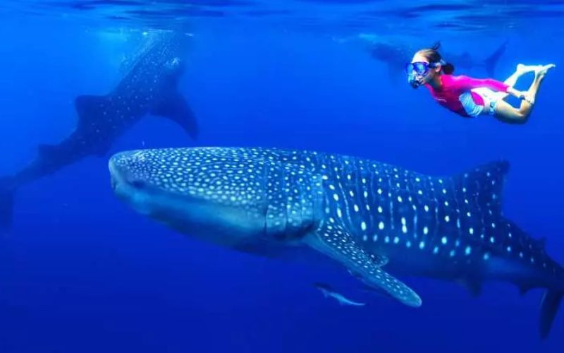 Trải nghiệm bơi cùng sinh vật biển lớn nhất hành tinh 