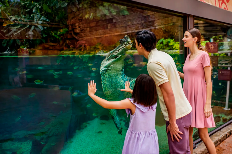 Tham qua cá sấu nổi tiếng tại sông nile  