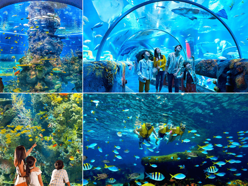 Cả thế giới đại dương như mở ra trước mắt tại thủy cung S.E.A Aquarium