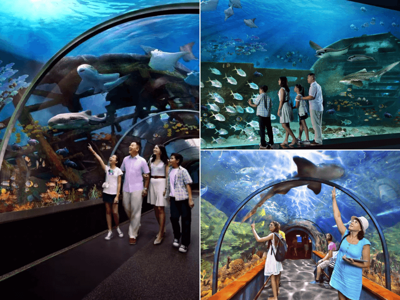 S.E.A Aquarium - Đại dương xanh tại Singapore