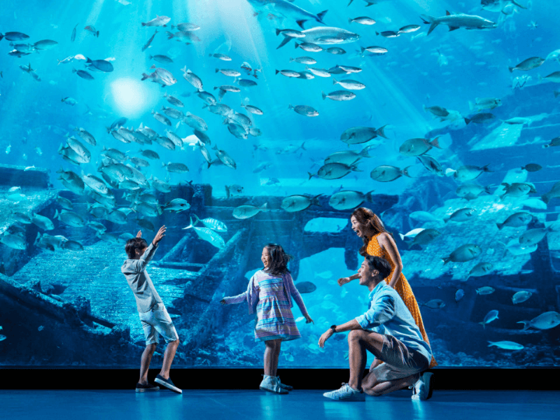 Thế giới đại dương thu trọn trong tầm mắt tại thủy cung S.E.A Aquarium