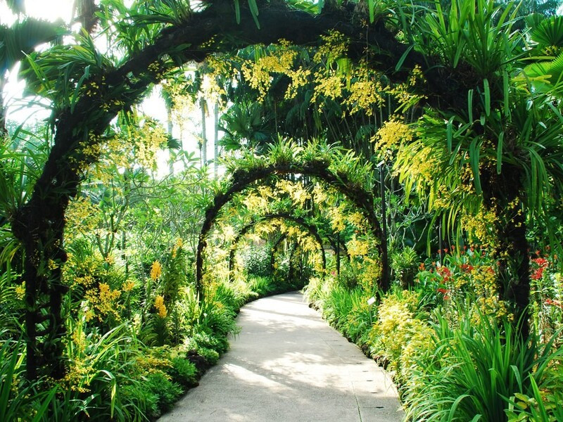 Con đường với nhiều cây xanh tuyệt đẹp tại Vườn bách thảo Singapore