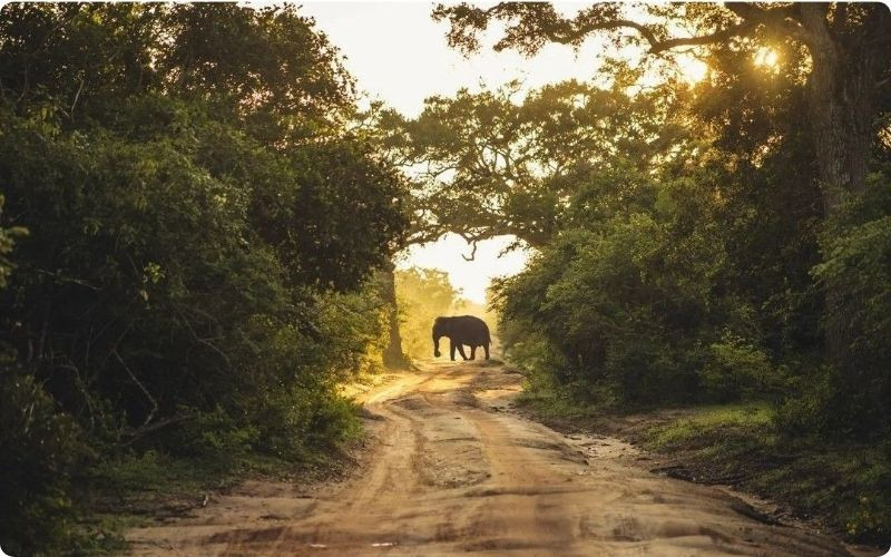 Thiên nhiên hoang dã tại Sri Lanka Thiên nhiên hoang dã tại Sri Lanka