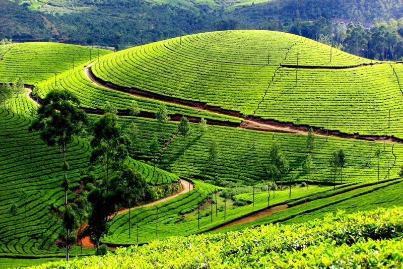 Đồi chè xanh mướt ở Nuwara Eliya