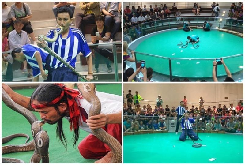 Show biểu diễn rắn độc đáo, hồi hộp và ấn tượng 