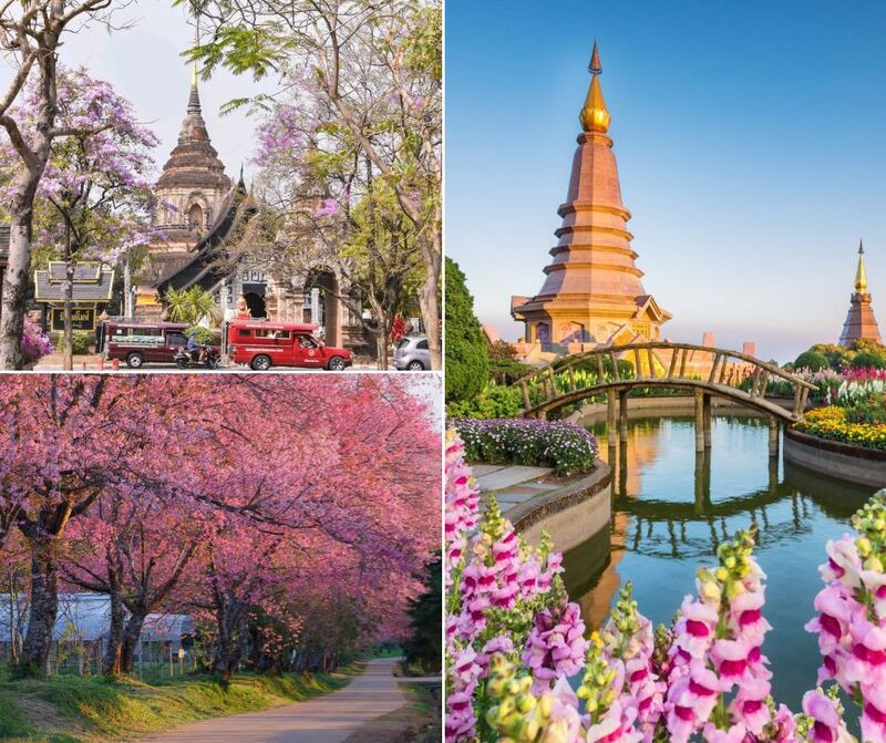 Mùa xuân ngắm hoa anh đào tại Chiang Mai