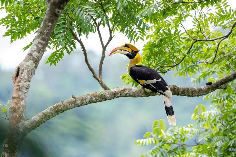 Chim Hồng Hoàng xuất hiện tại VQG Khao Yai Thái Lan