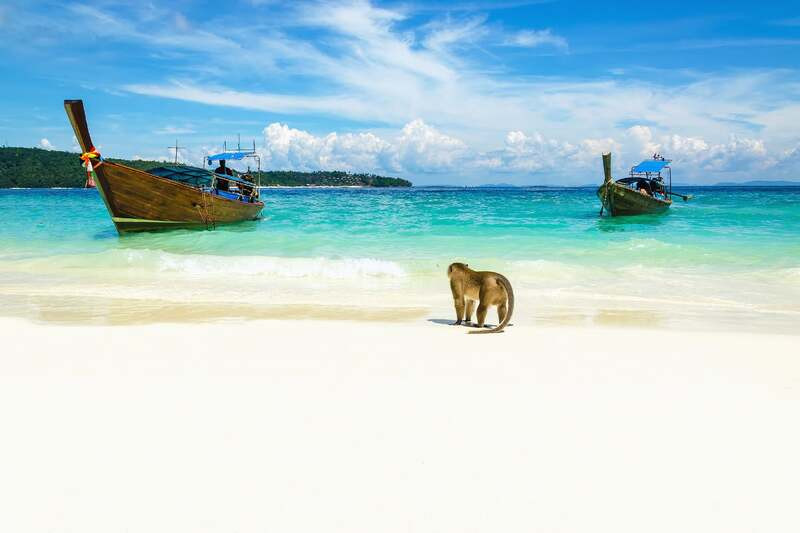 Động vật hoang dã tại Similan