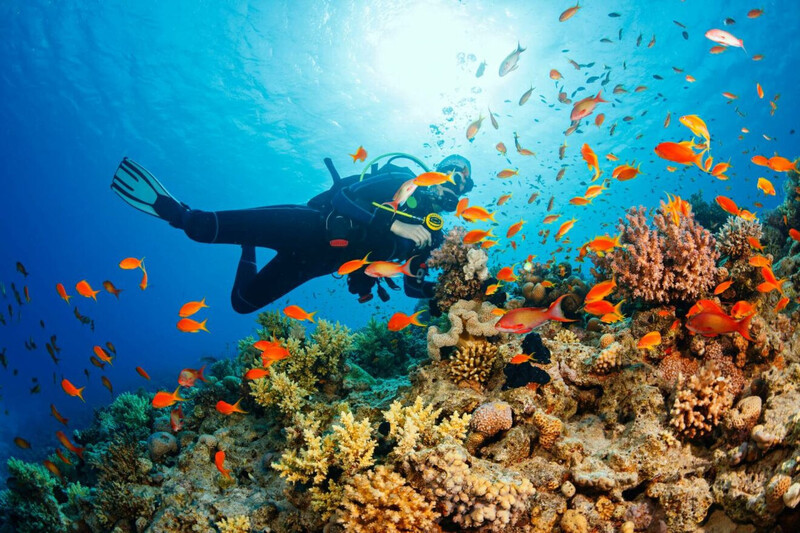 Hoạt động lặn biển tại Similan 