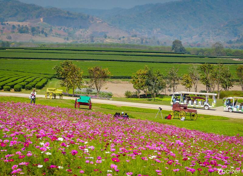 Những khu vườn rực rỡ tại Singha Park