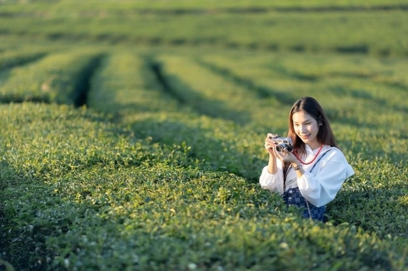 Đồi chè xanh bát ngát trải dài khắp cả đồi núi 