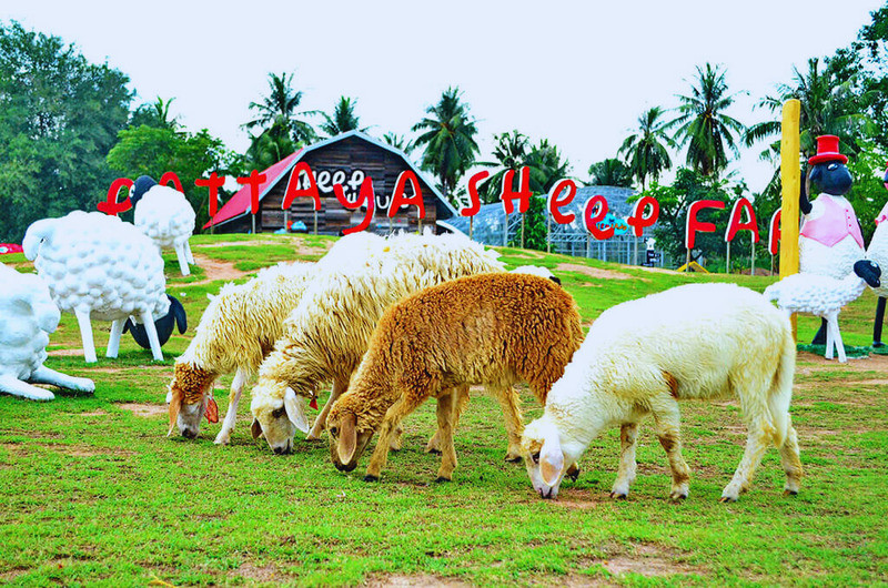 Swiss Sheep Farm