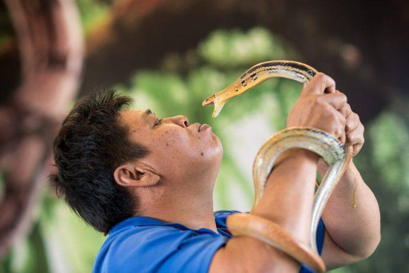 Nghệ sĩ biểu diễn với rắn