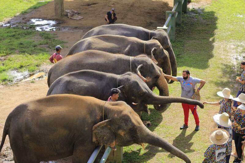 Khách vui chơi với những chú voi ở trại voi Mae Sa