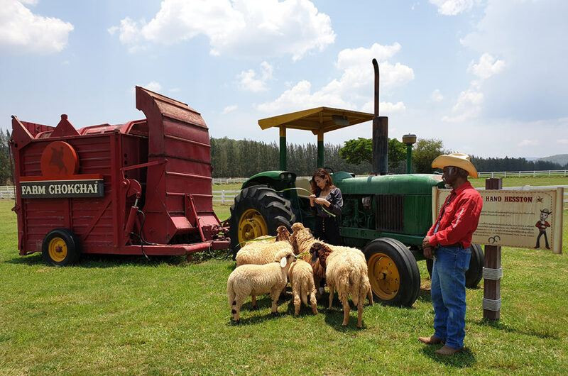 Trải nghiệm cho dê ăn tại Chokchai Farm