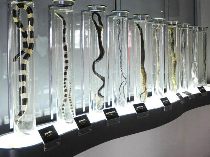 Mô hình rắn trưng bày  