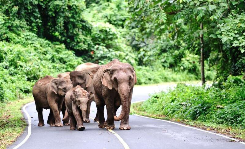 Voi tại vườn quốc gia Khao Yai