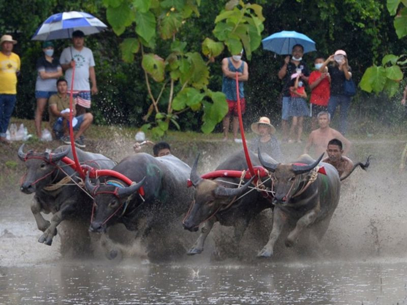 Buffalo Racing Festival