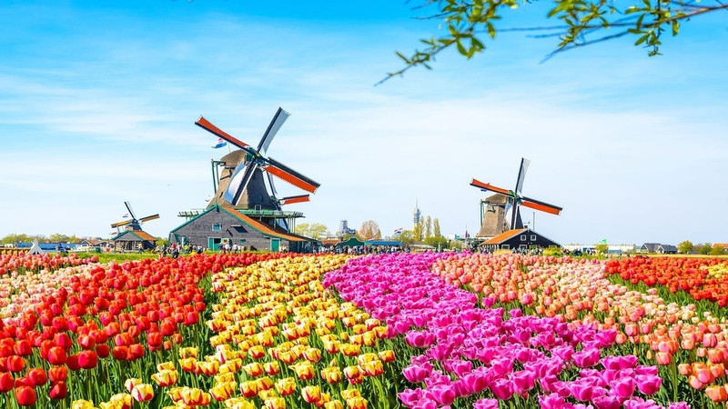 Hà Lan mùa hoa tulip