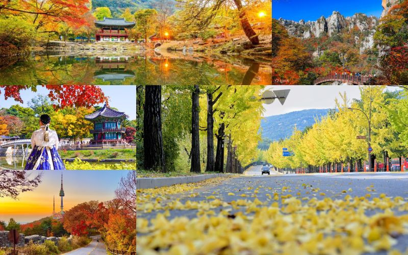 Cảnh sắc mùa thu xứ Kim Chi khiến du khách say mê Cảnh sắc mùa thu xứ Kim Chi khiến du khách say mê