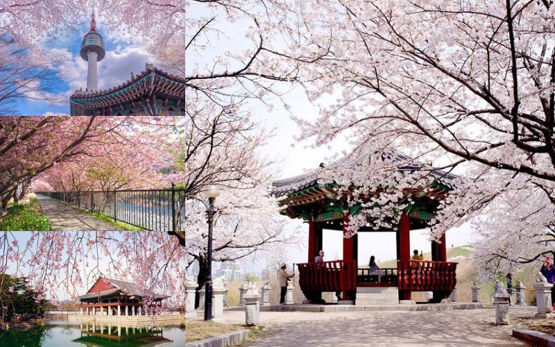 Du xuân cùng những trải nghiệm đặc trưng của xứ kim chi