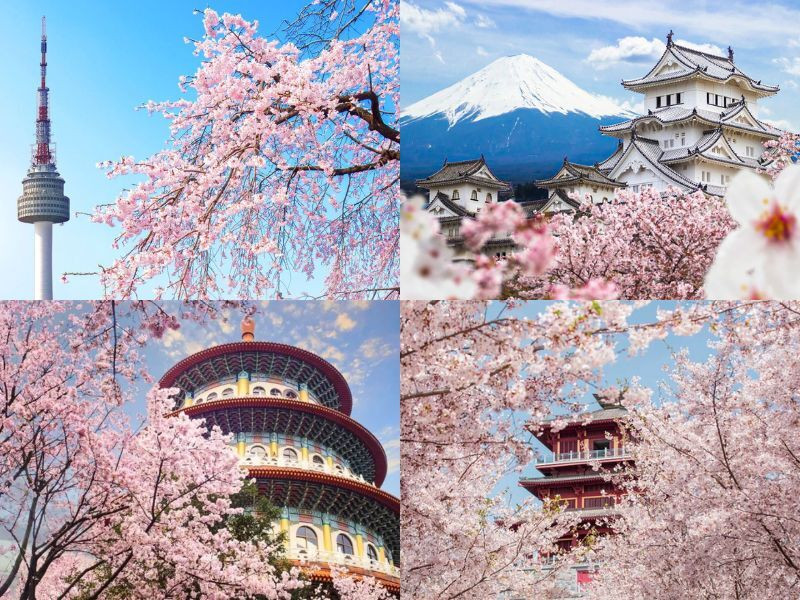 Mùa hoa anh đào 2026 bắt đầu