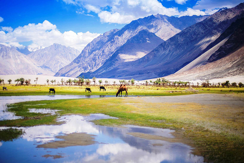 Nubra Nubra