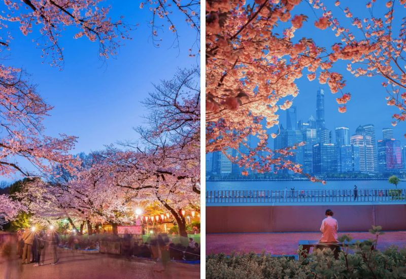 North Bund – hoa anh đào bên skyline Thượng Hải