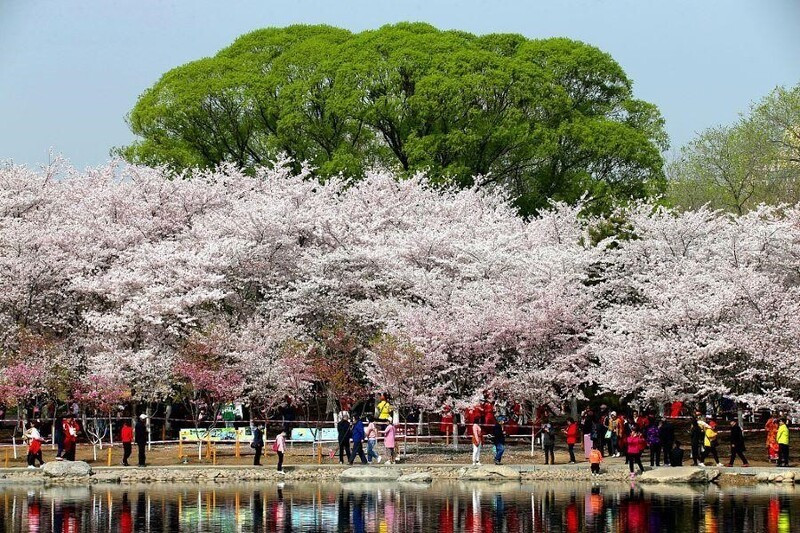 Century Park – khu công viên lớn giữa lòng Pudong